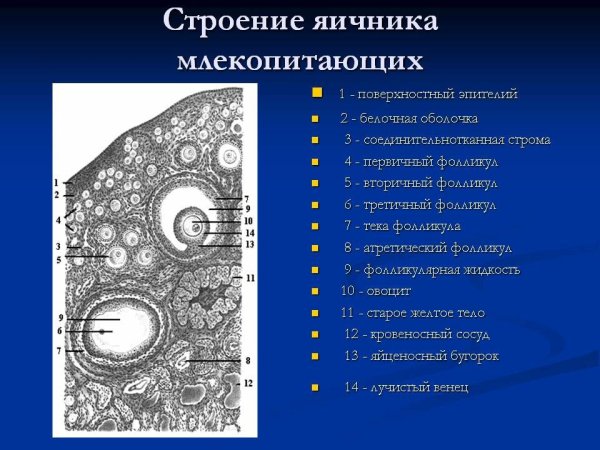 Поперечный срез яичника млекопитающего