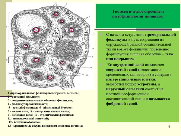 Интерстициальные клетки яичника гистология