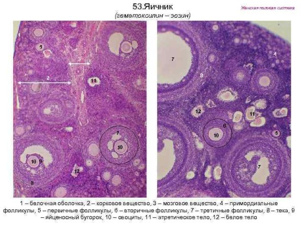 Яичник млекопитающего препарат гистология