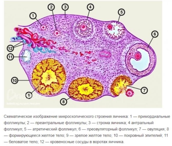 Соединительная ткань стромы яичника