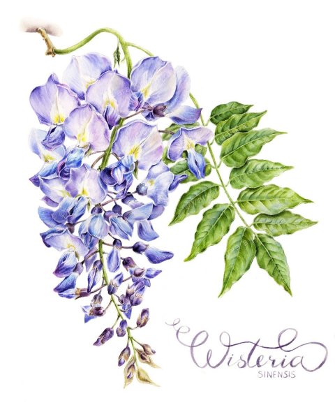Глициния Ботаническая иллюстрация