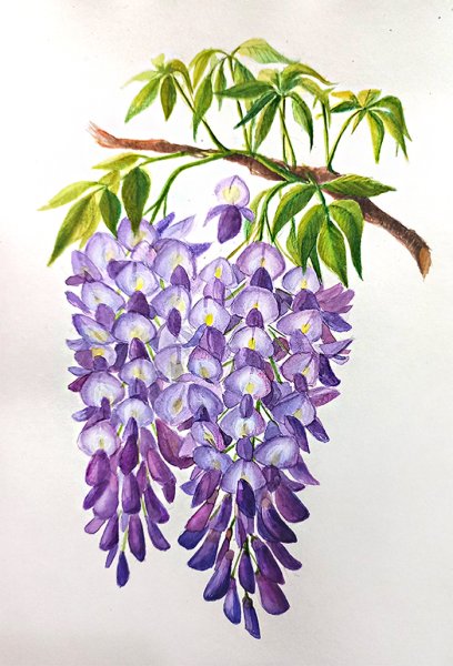 Как нарисовать глицинию