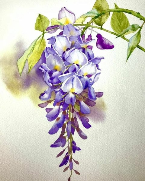 Глициния Ботаническая иллюстрация