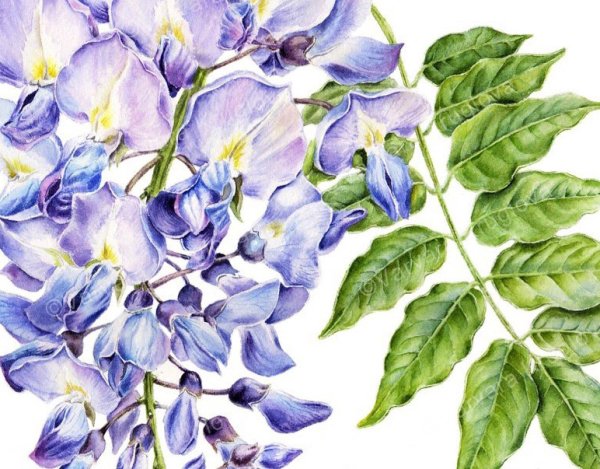 Цветок глицинии акварель
