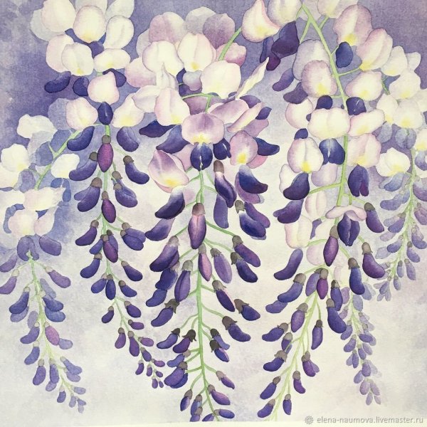 Глициния Дольче Габбана