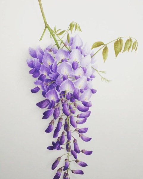 Глициния Ботаническая иллюстрация