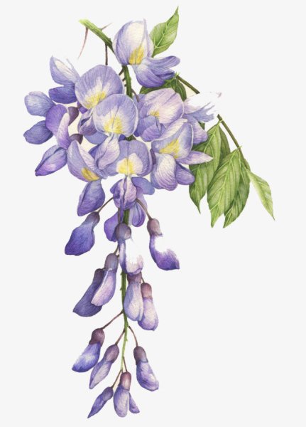 Глициния Ботаническая зарисовка