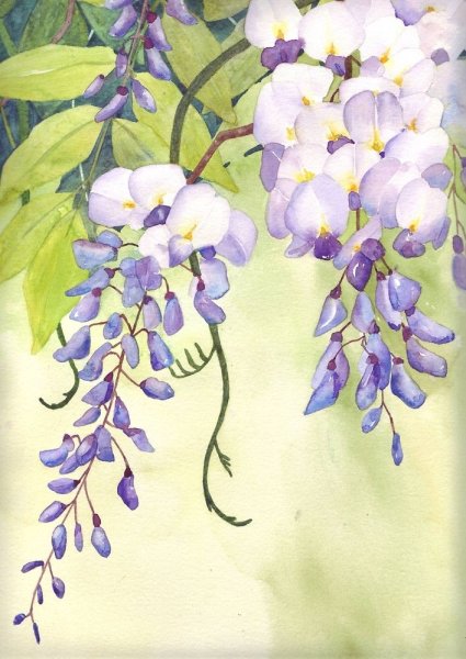 Глициния китайская арт