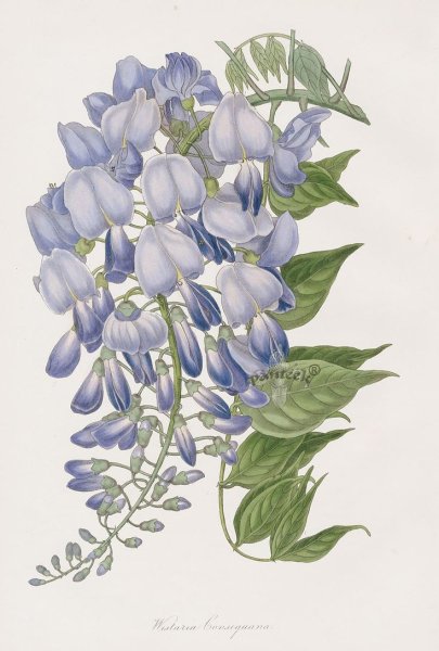 Глициния ботаника