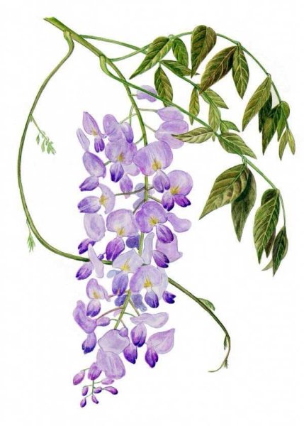 Строение глицинии