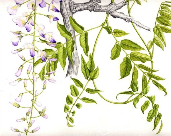 Глициния Ботаническая схема