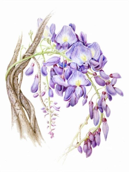 Глициния Ботаническая зарисовка