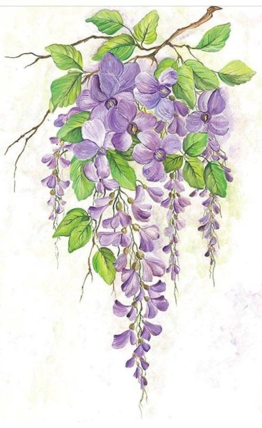 Глициния ботаника