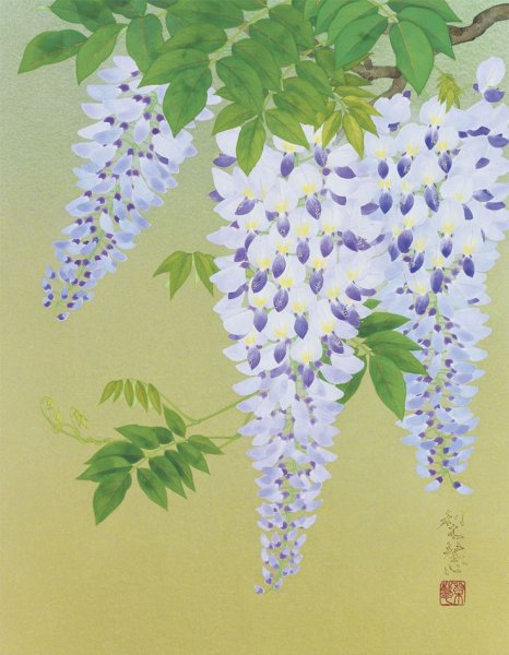 Глициния Ботаническая иллюстрация