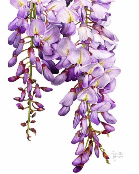 Цветок глицинии акварель