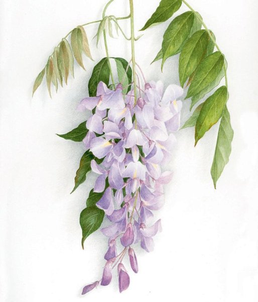 Глициния веточка