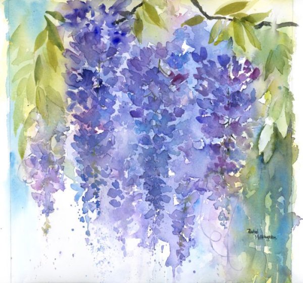 Рэйчел МАКНОТОН