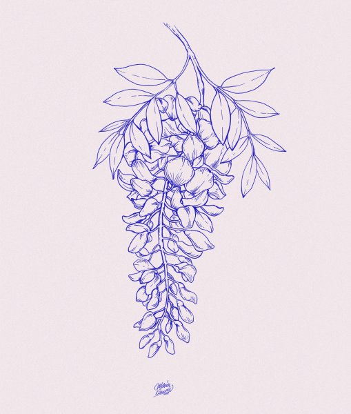 Глициния тату