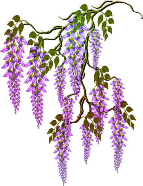 Вистерия на белом фоне