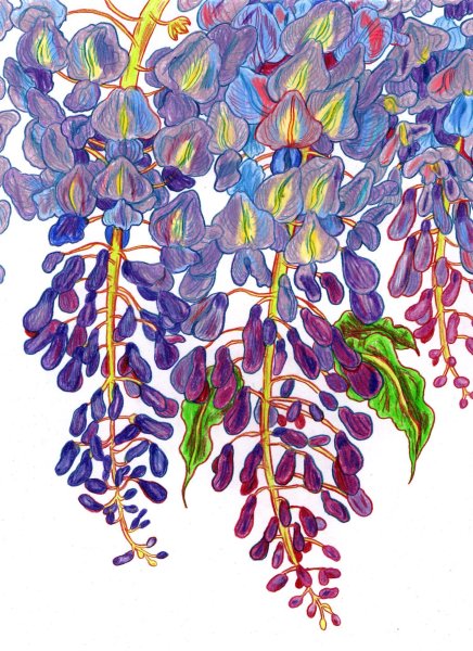 Глициния рисунок лёгкий