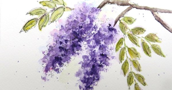 Глициния скетч