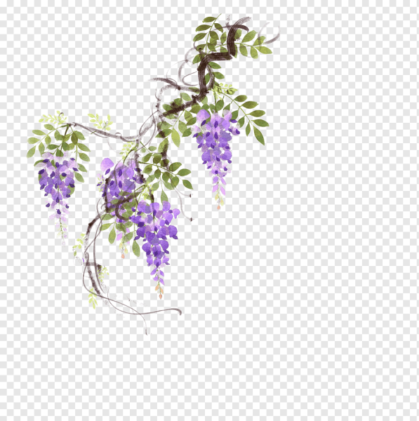 Цветочная лоза Глициния