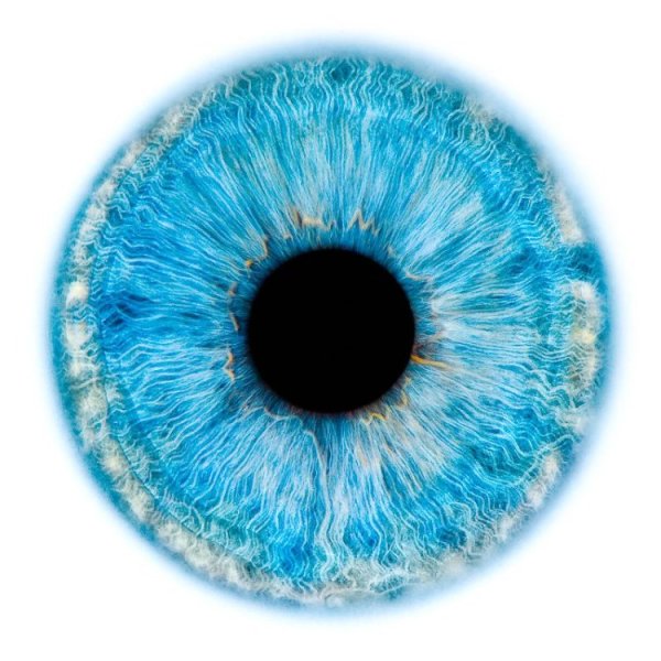 Ирис Радужная оболочка глаза