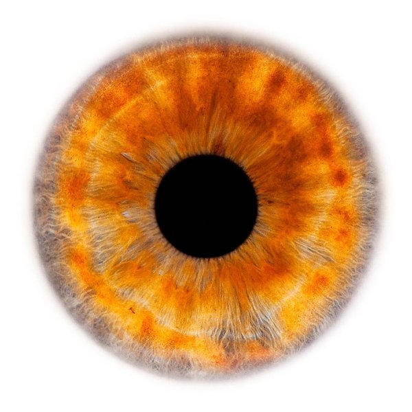 Прозрачная радужка глаза