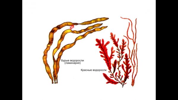 Водоросли красные ,бурые,ламинария