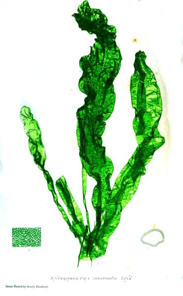 Водоросли ламинария