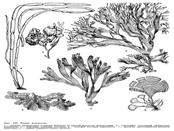 Бурые водоросли и красные водоросли