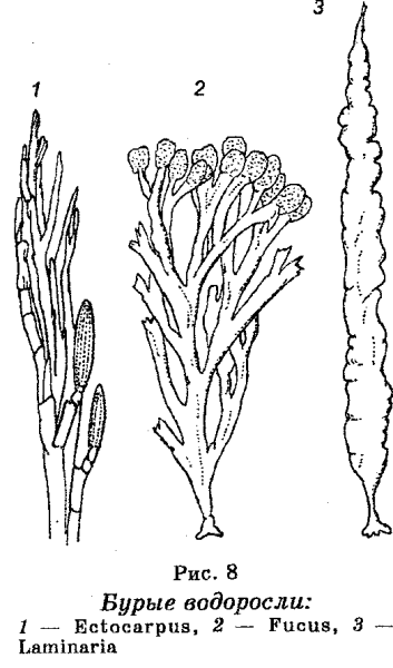Красные водоросли ламинария