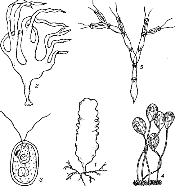 Водоросли Графика