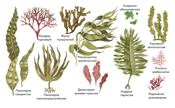 Красные и бурые водоросли представители