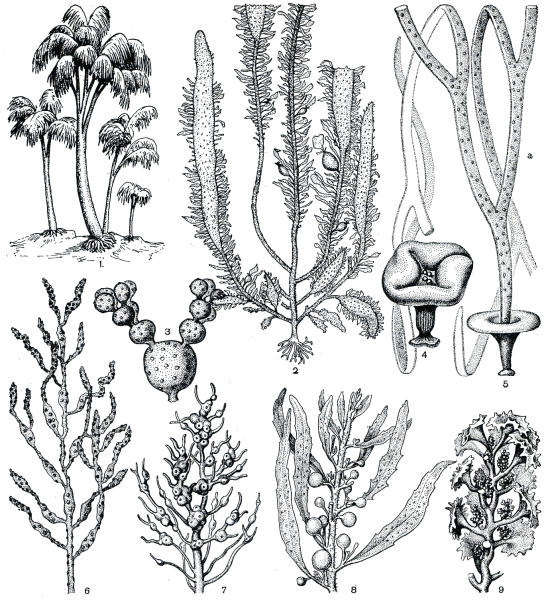 Таллом бурой водоросли