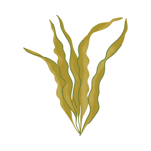 Слоевищные многоклеточные водоросли