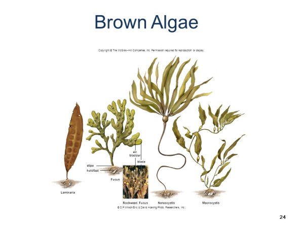 Ламинария водоросль таллом