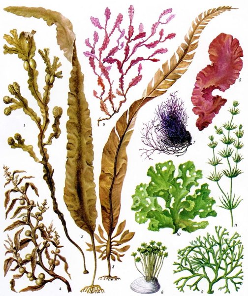 Немалион водоросль