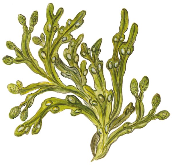 Охрофитовые водоросли