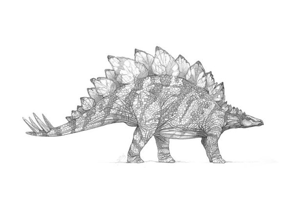 Раскраска динозавр Стегозавр