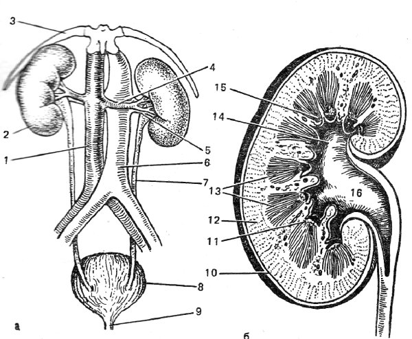 Схема строения почки человека