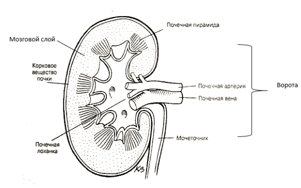 Схема строения почки человека