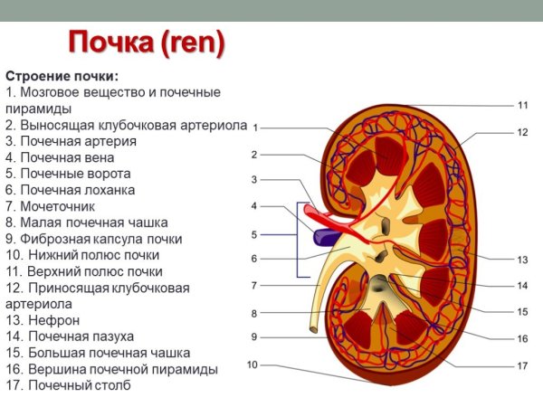 Строение почки поперечный разрез