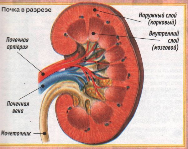 Почки и мочевыделительная система