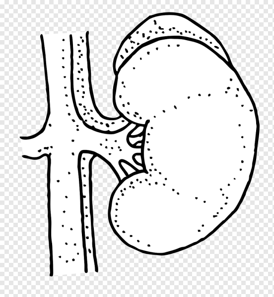Строение почки с обозначениями