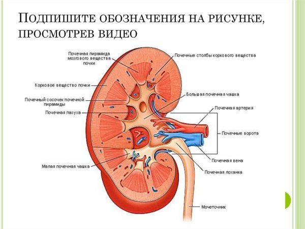 Органы человека почки