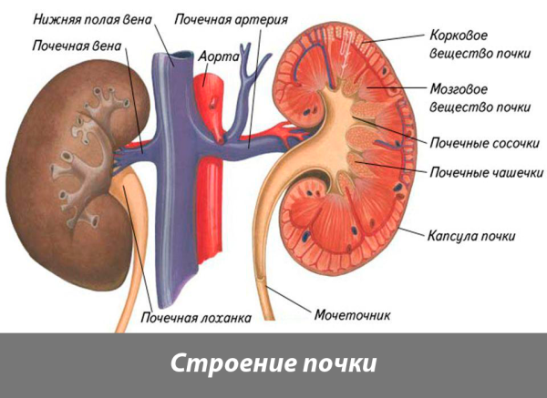 Почки иллюстрация
