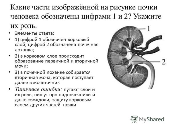 Почки рисунок анатомия