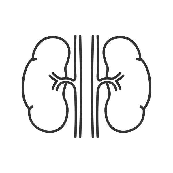 Части выделительной системы схема