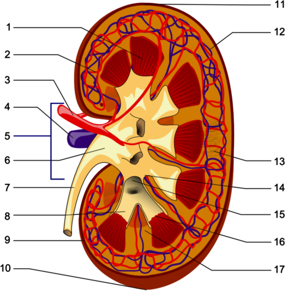 Почки человека раскраска